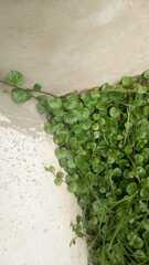 Anredera brachystachys