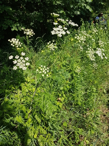 krkoška hľuznatá (Chaerophyllum bulbosum)