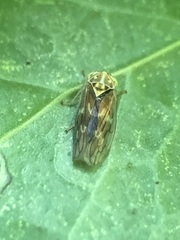 Auchenorrhyncha