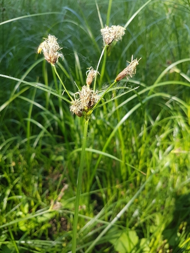 šašina (Bolboschoenus laticarpus)
