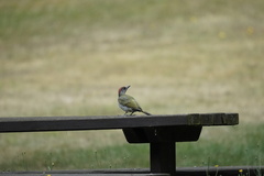 Picus viridis