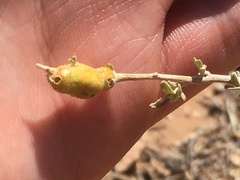 Asphondylia atriplicis