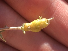 Asphondylia atriplicis