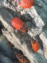 Pyrrhocoris apterus