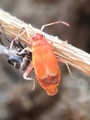 Pyrrhocoris apterus