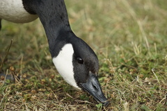 Branta canadensis