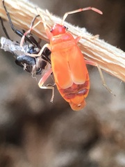 Pyrrhocoris apterus