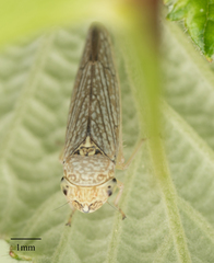 Graphocephala confluens