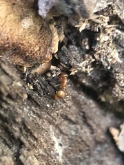 Myrmicinae