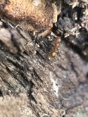 Myrmicinae