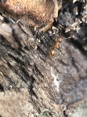 Myrmicinae