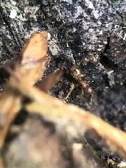 Myrmicinae