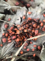 Pyrrhocoris apterus