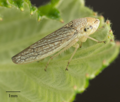 Graphocephala confluens