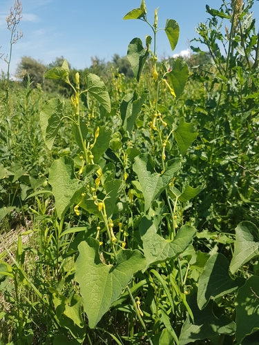 vlkovec obyčajný (Aristolochia clematitis)