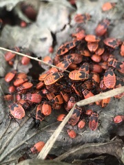 Pyrrhocoris apterus