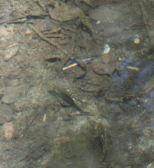 Pantosteus santaanae