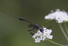 Gasteruption jaculator