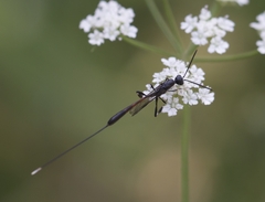 Gasteruption jaculator