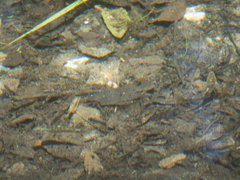 Pantosteus santaanae