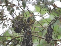 Coeligena bonapartei