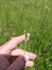 Plantago altissima