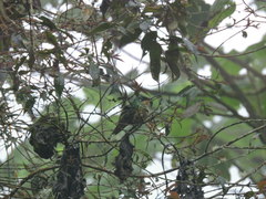 Coeligena bonapartei