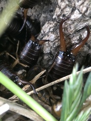 Forficula auricularia