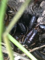 Forficula auricularia