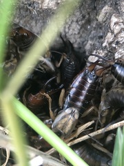 Forficula auricularia