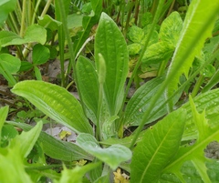 Plantago urvillei