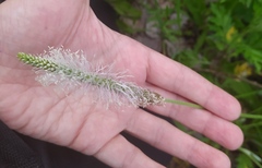 Plantago urvillei