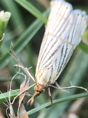 Chrysocrambus