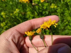 Crepis mollis