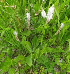 Plantago urvillei
