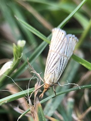 Chrysocrambus