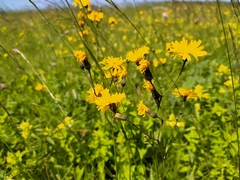 Crepis mollis
