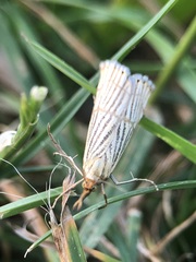 Chrysocrambus