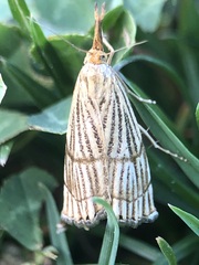 Chrysocrambus