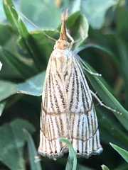 Chrysocrambus
