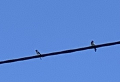 Delichon