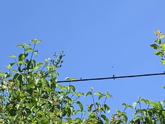 Delichon