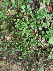 Phlox stolonifera