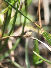 Auchenorrhyncha