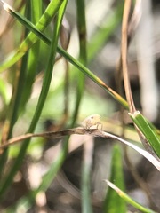 Auchenorrhyncha
