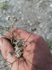 Gypsophila altissima
