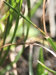 Auchenorrhyncha