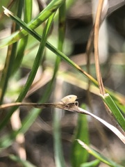 Auchenorrhyncha