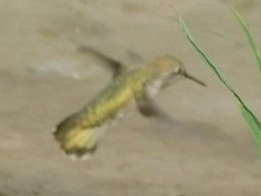 Archilochus alexandri