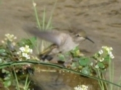 Archilochus alexandri